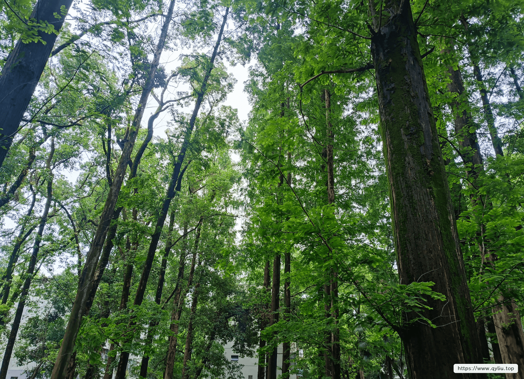 特别高的小树林