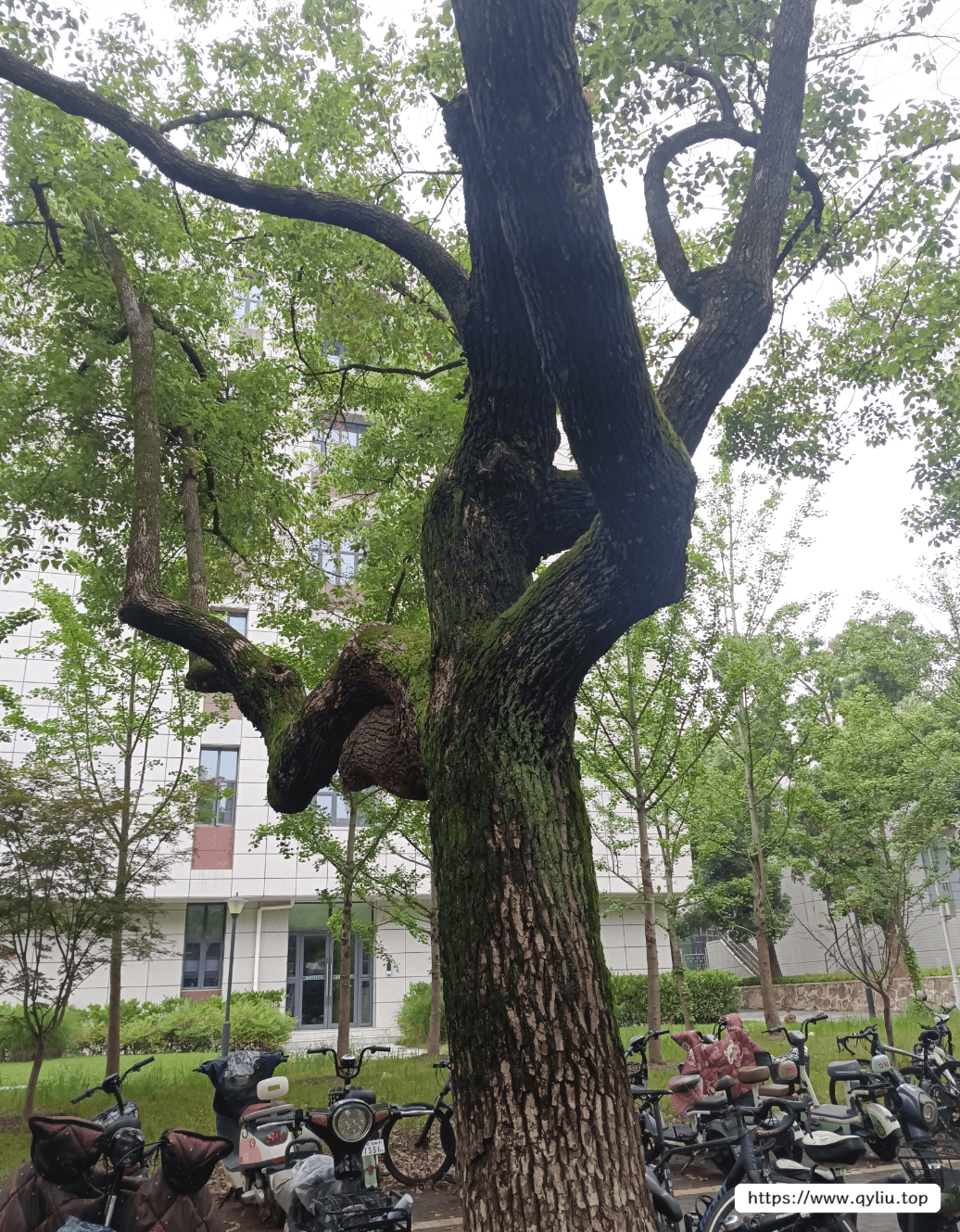 普普通通的奇奇怪怪的树