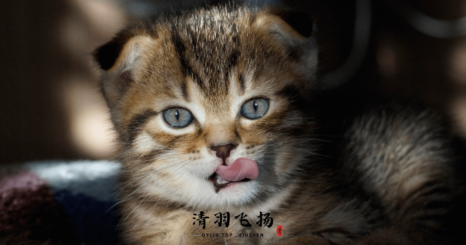 喵啊!