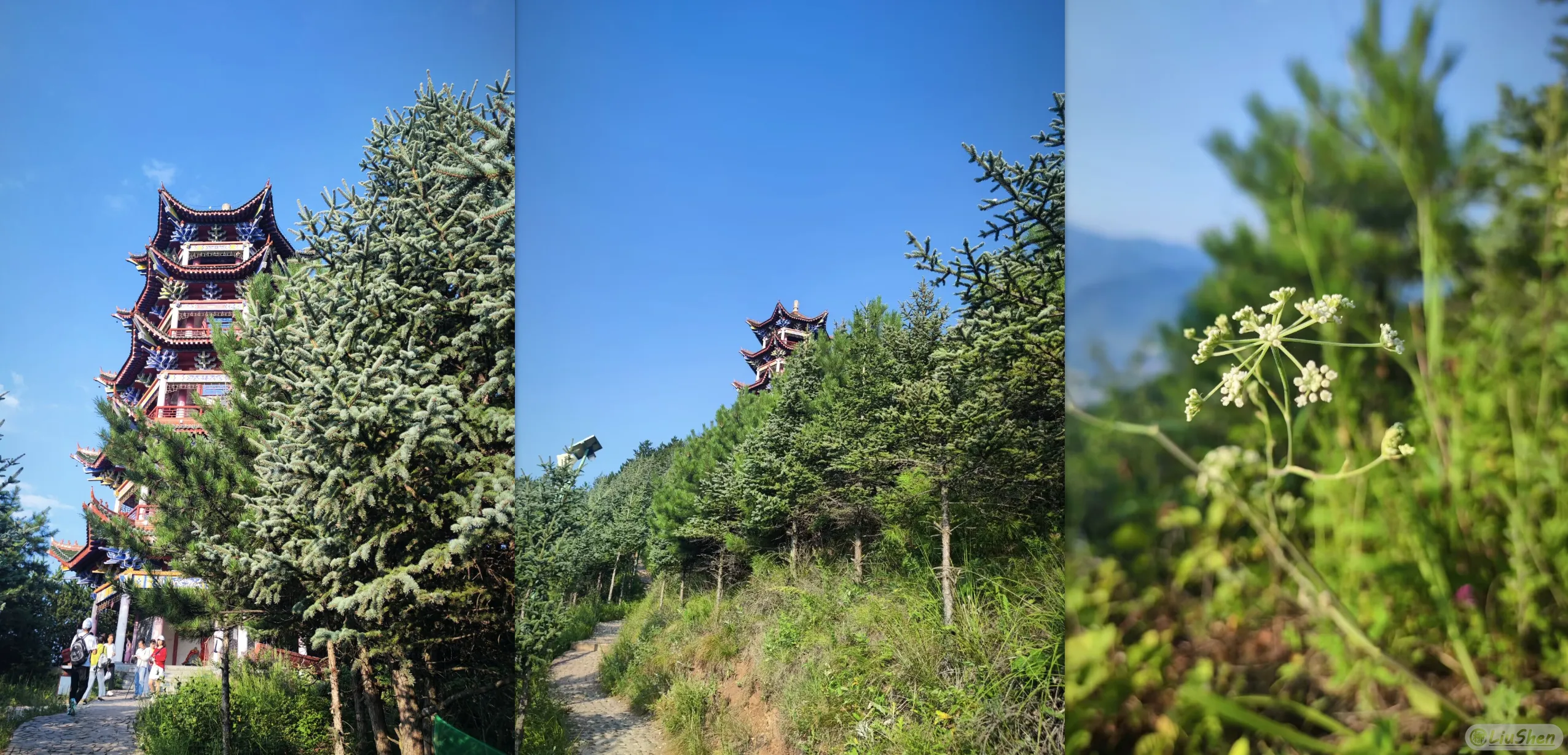 山顶的塔,下山路上的塔,下山路上的小花