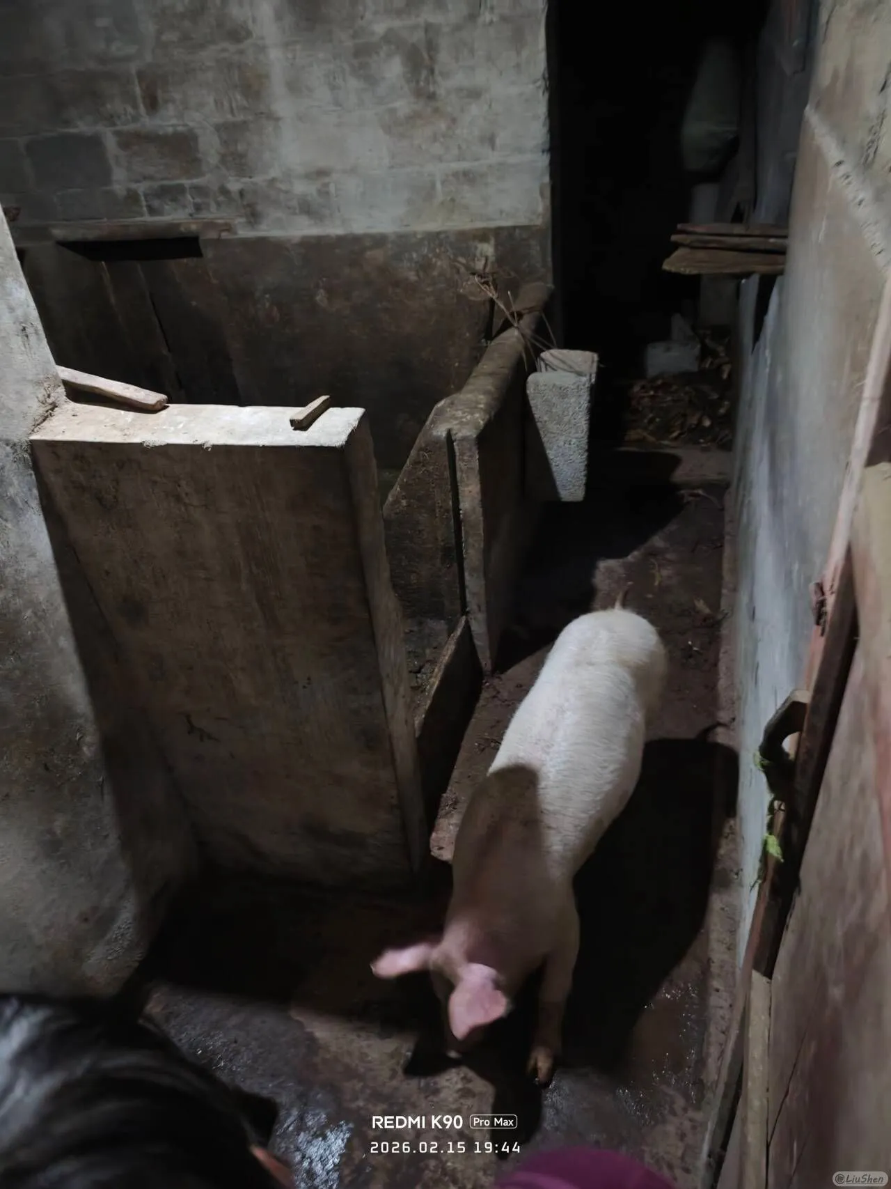 转瞬即逝的猪猪